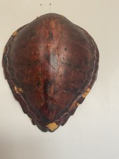 carapace de tortue marine