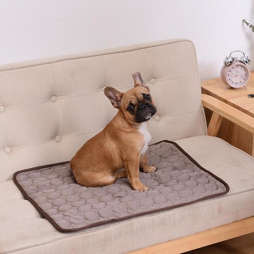 Chiot chien refroidissement - chien,
