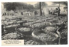 VENDANGES EN CHAMPAGNE VERTUS