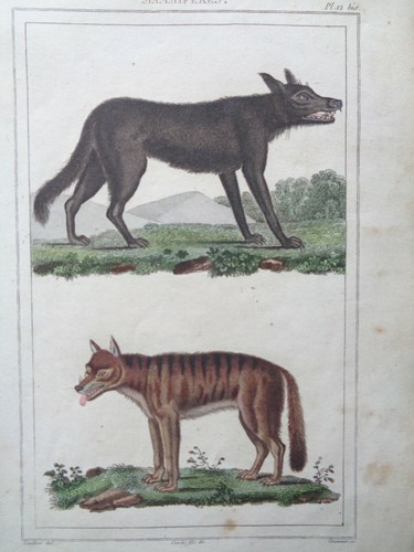 Buffon vauthier gravure - buffon,