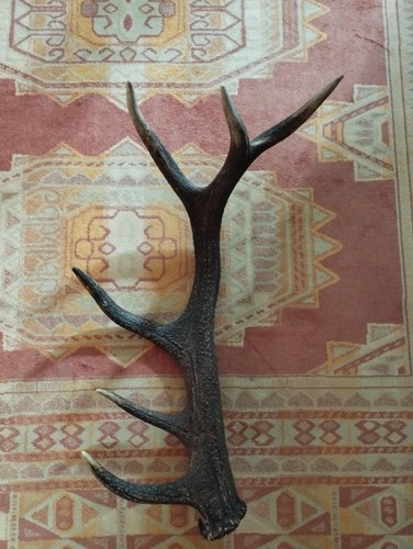Bois mue cerf cors - mue, 65cm