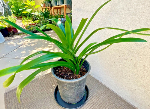 Large mature yellow clivia - mature,