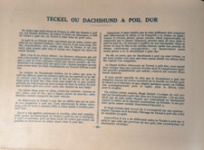 Chasse, Teckel Dachshund à