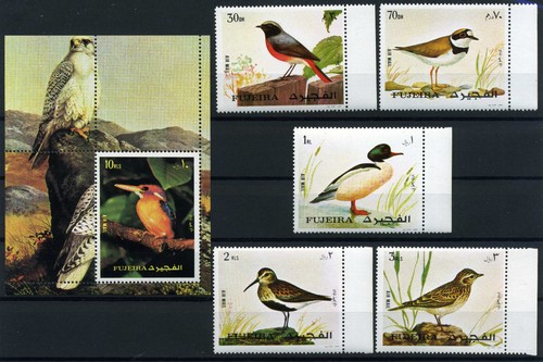 A616 fujeira oiseaux - oiseaux, mi