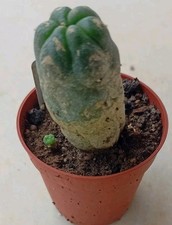 Cactus SP Mexico Ariocarpus 