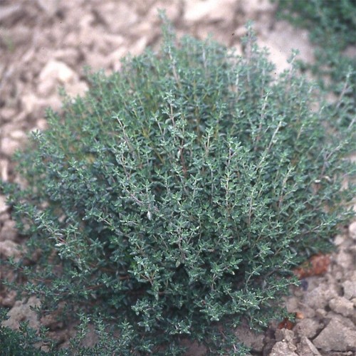 Lot 100 graines - de, thym