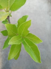 Ficus cordata - 1 Plant - Rare - Namaqua Rock Fig
