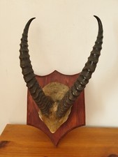 Cabinet de curiosités trophée cornes de gazelle sur écusson taxidermie