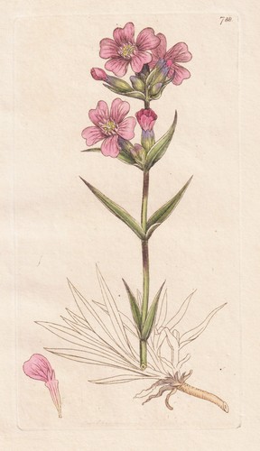 Lychnis viscaria pechnelke - lychnis,