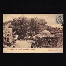 Cpa Liban / An Old Oak Tree in
