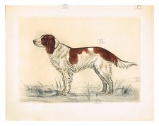 CHIEN : EPAGNEUL FRANçAIS