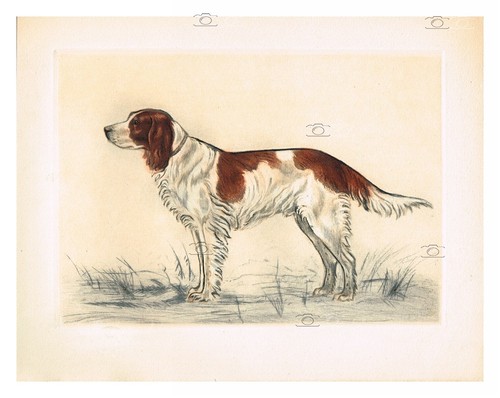 Chien epagneul français - :,