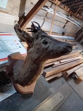 tète de chevreuil naturaliser, sur  écusson en bois, avec ses petites cornes 