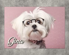 Puzzle chien Bichon maltais