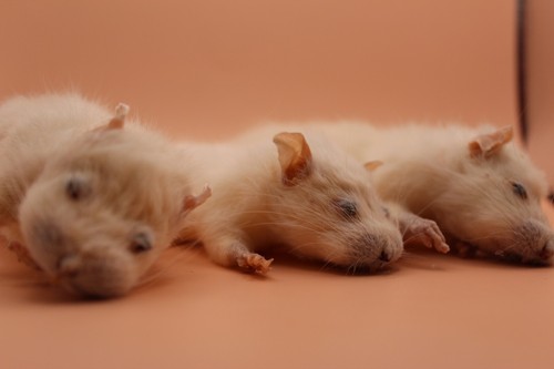 Taxidermy sleeping cute rat - taxidermy,