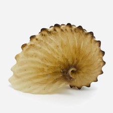 Argonauta hians 8,5 cm -