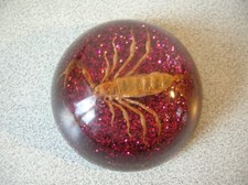 Inclusion en résine scorpion