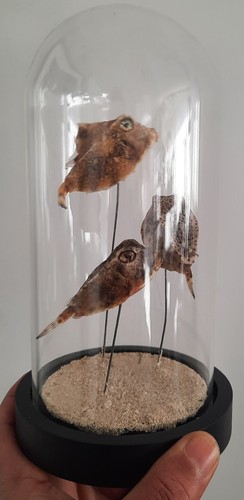 Curiosité taxidermie - ,,