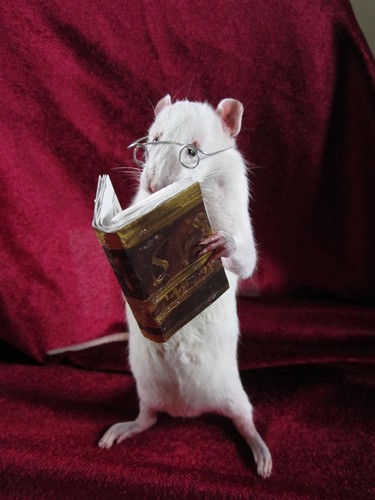Taxidermie rat lecteur - rat,