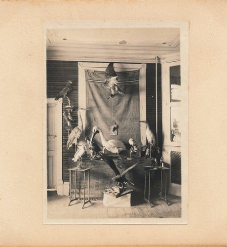 Photographie taxidermie - photographie,