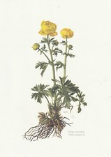 Planche 46 Histoire Naturelle Flore : Trolle d'Europe