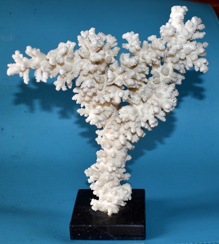 Coral corail bloc - -, de