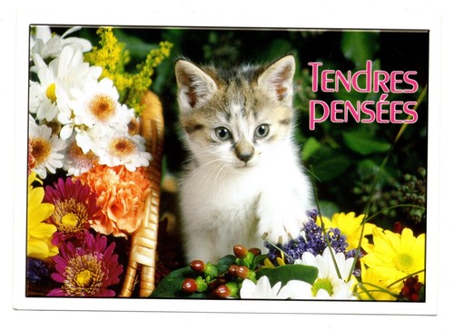Cpm chat chaton tigré - chat,,