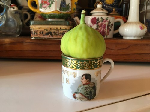 Cuttings fig ficus carica - 2,