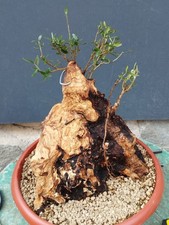 Bonsaï olivier 36 x 26 cm en