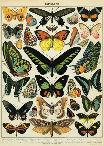 Ancienne affiche papillons