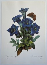 Botanique Gentiane sans