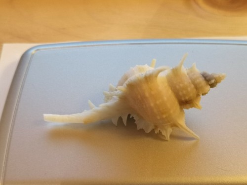 Murex beaui rare - murex, beaui.
