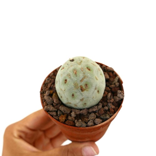 Tephrocactus geometricus one - tephrocactus,