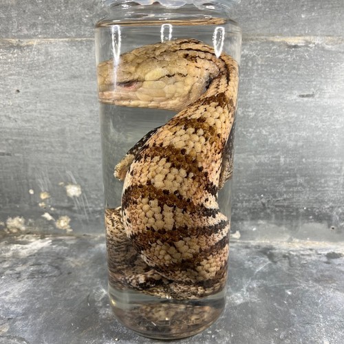 Spécimen humide reptile - spécimen,