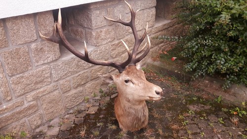 Taxidermie vintage cerf - taxidermie,
