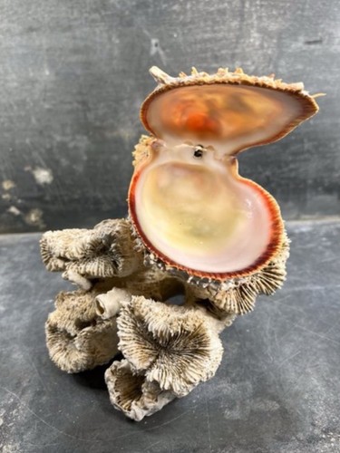 Rare huître perlière sur - rare,