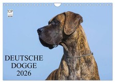 Dogue allemand 2026 (Calendrier mural 2026 DIN A4 horizontal), CALVENDO calendri