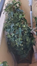 Hedera Plante Artificielle