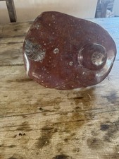 12 LB 6 oz Ammonite &