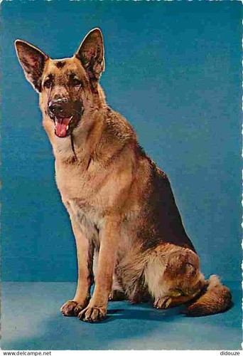 Carte postale animaux - carte,
