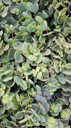 Sedum sieboldii orpin - sieboldii, de