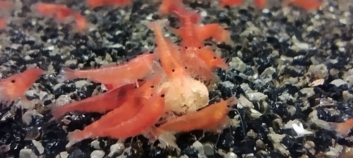 Crevette red cherry - red,