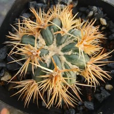 Rare Cacti Echinocactus