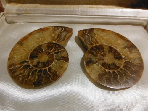 Fossiles paire ammonites - ,