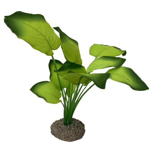 Aqua della anubias décoration - anubias,
