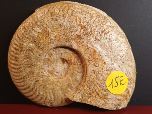 Ammonite harpoceras facilferum - ammonite,