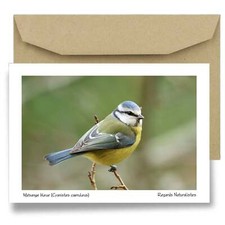 Carte postale papier aquarelle