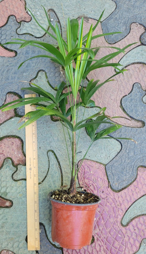 Rhapis lady palm - rhapis,