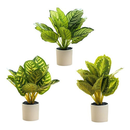 Plante pour feuilles vertes - à,