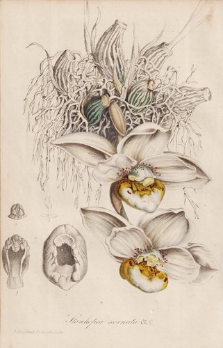 Orchidée stanhopea ecornuta - orchidée,